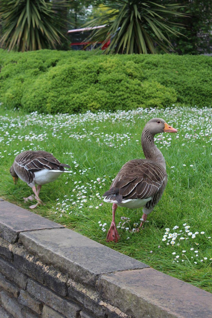 ducks almost as artificial