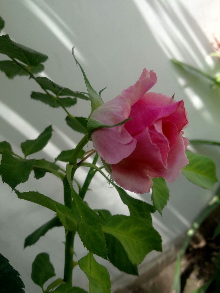 rose