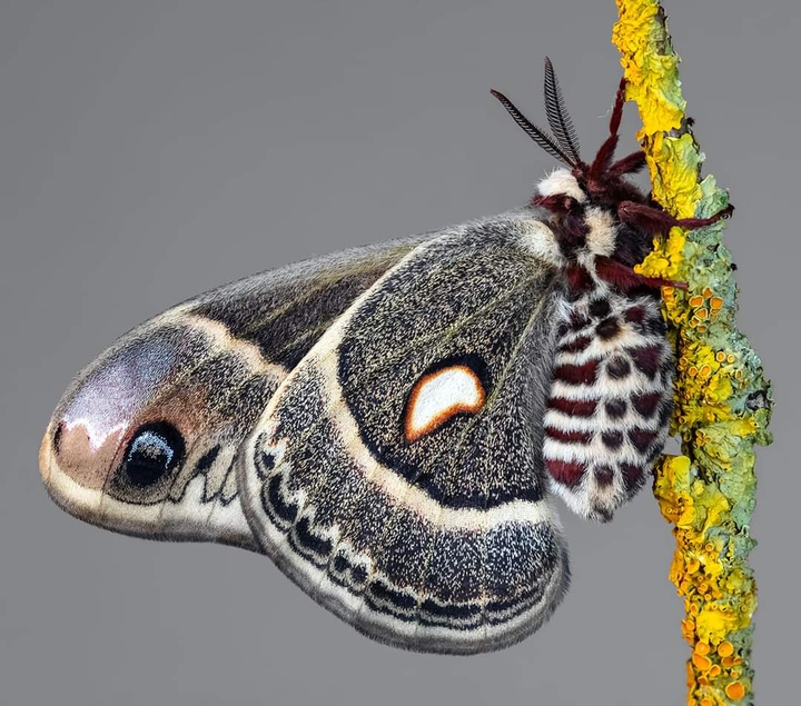 Butterfly ?