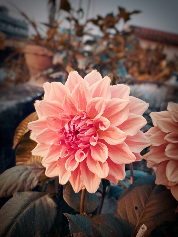 flower