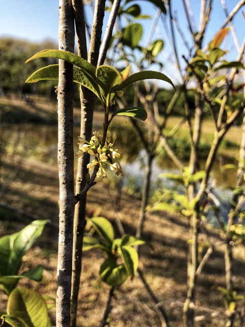 tree, flora háttérképek