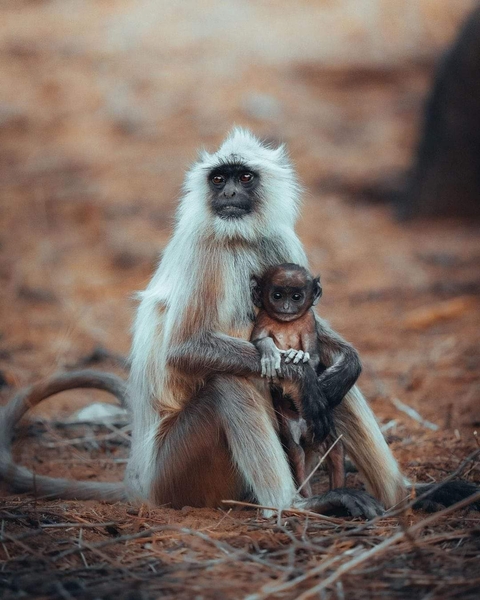 обои primate, langur