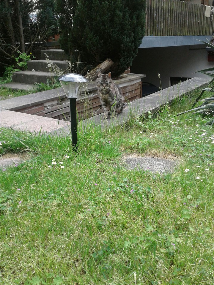garden cat