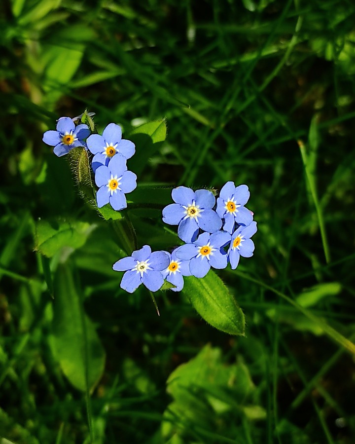 blue beauty