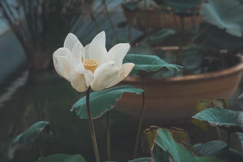 Flowermy