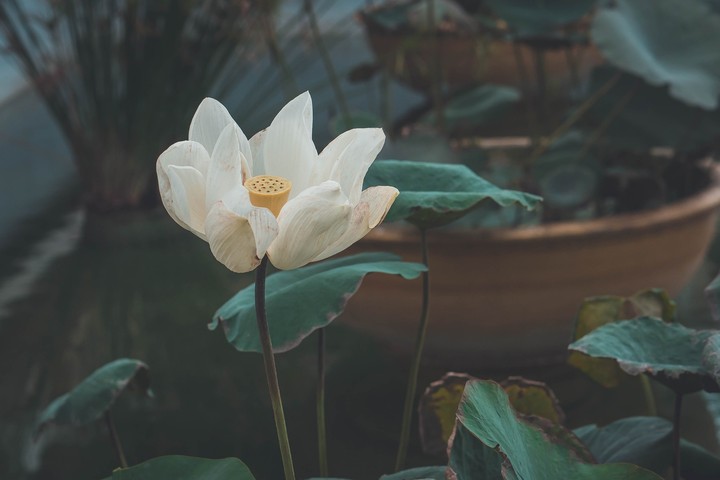 Flowermy