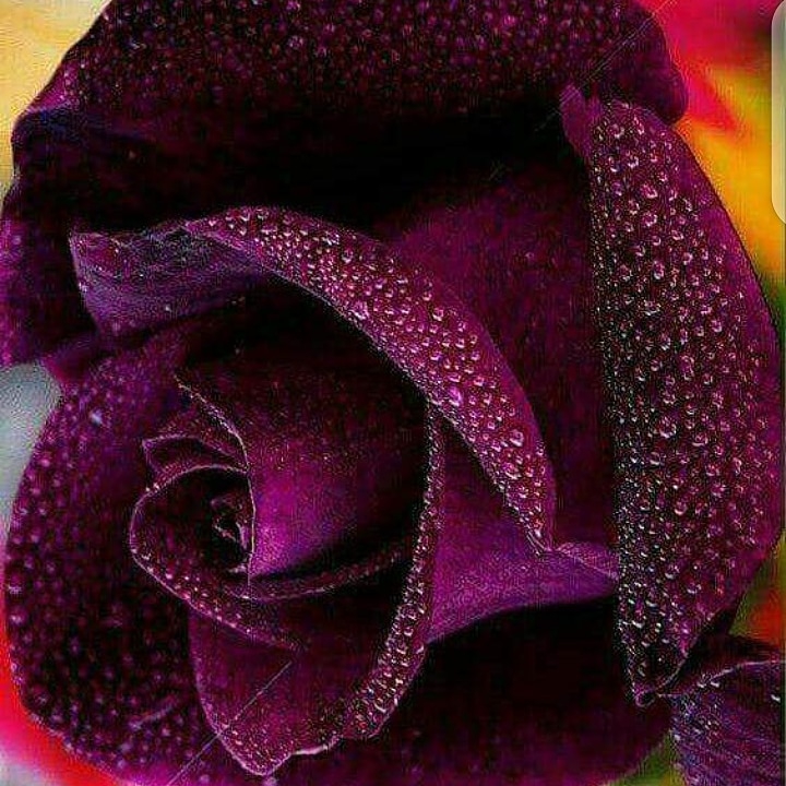 one of my best color I hope you will it