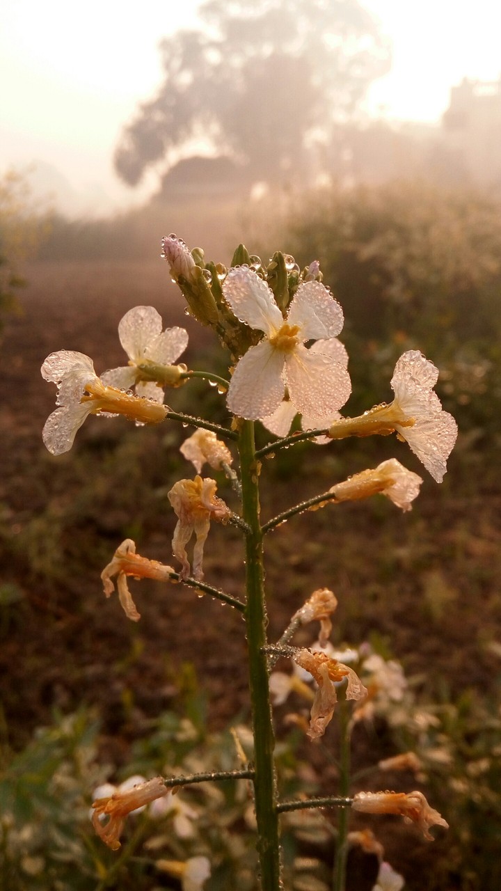 flower