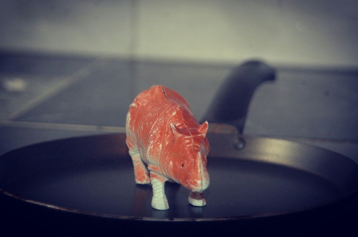 animal rhinoceros