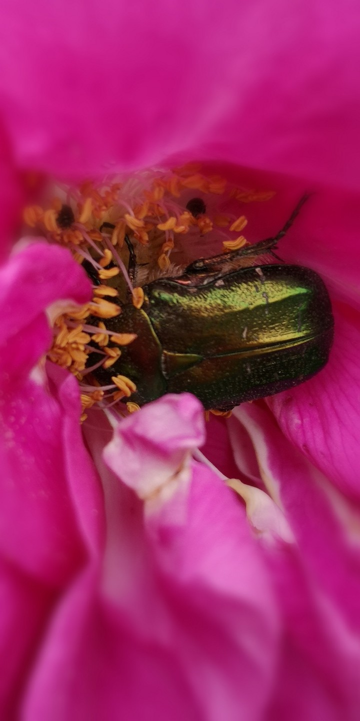 Rosenkäfer in Blüte