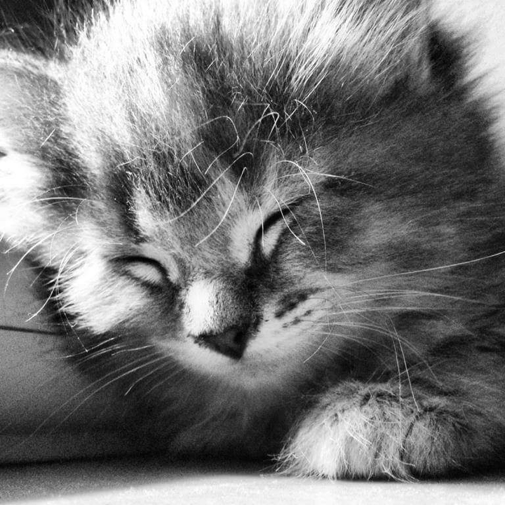 Pima sleeping