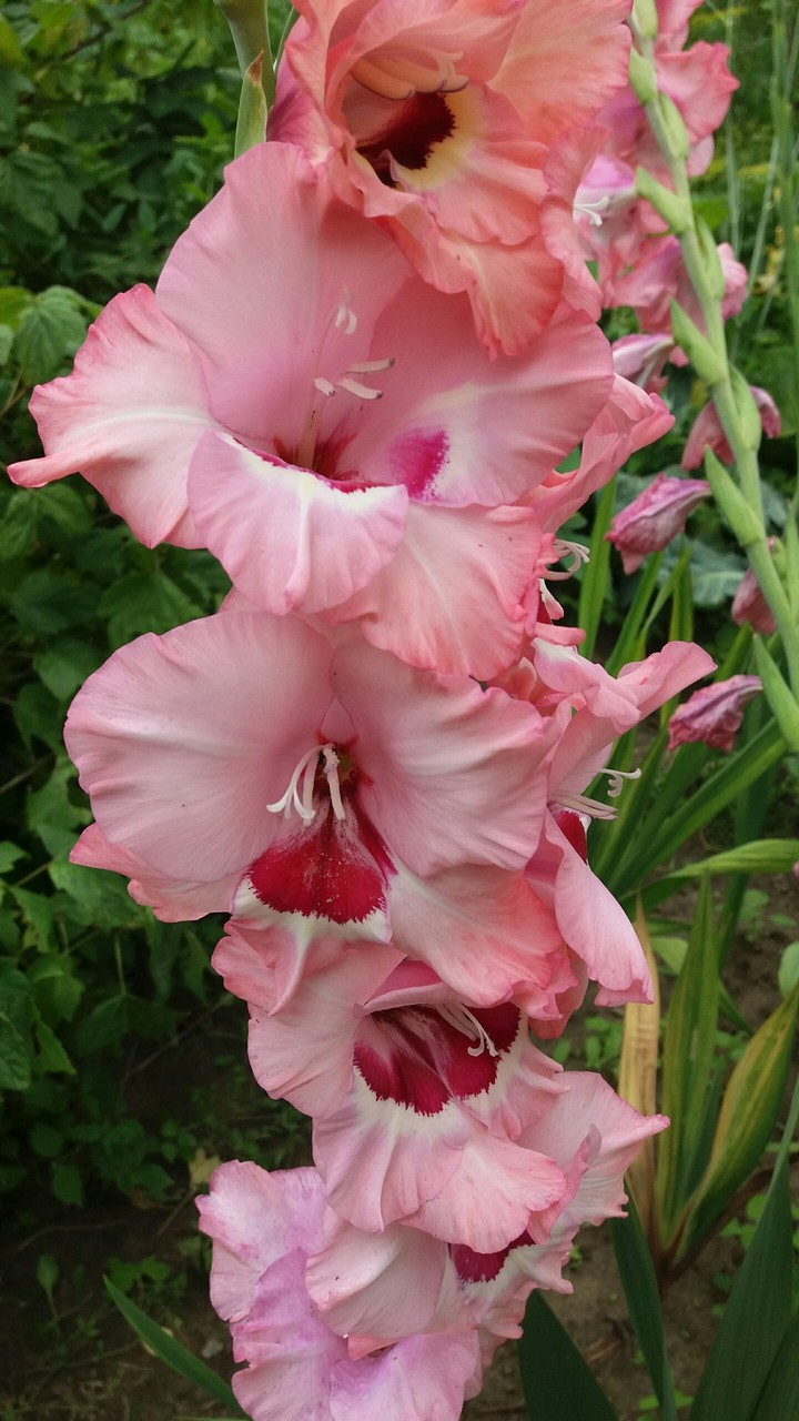 Gladiolus