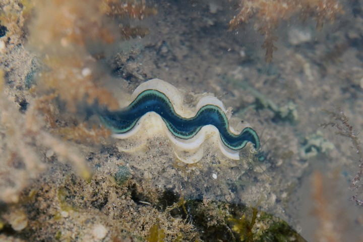 shell
