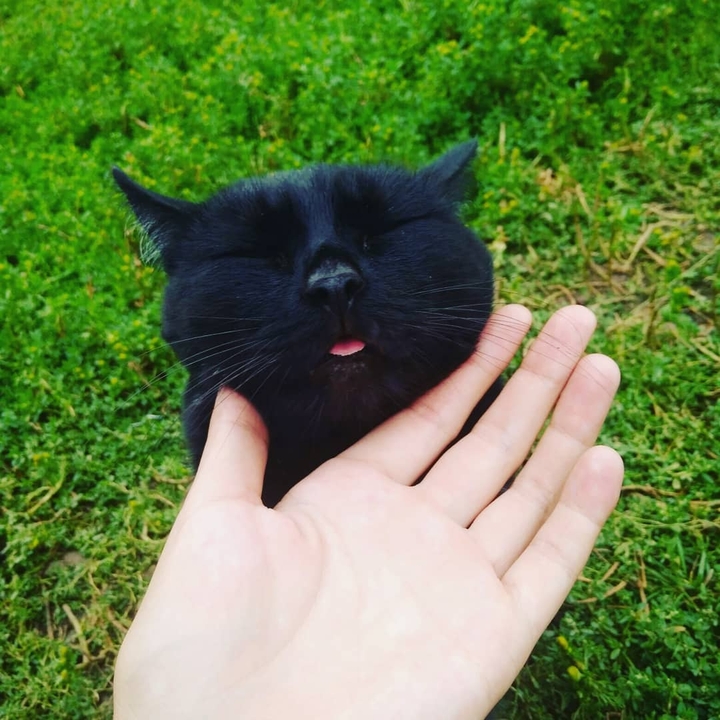 kitty