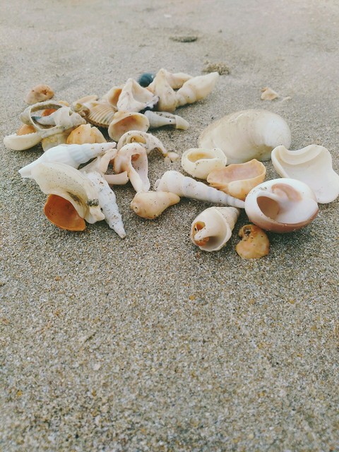 seashell, cockle壁紙