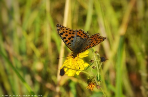 butterfly ?