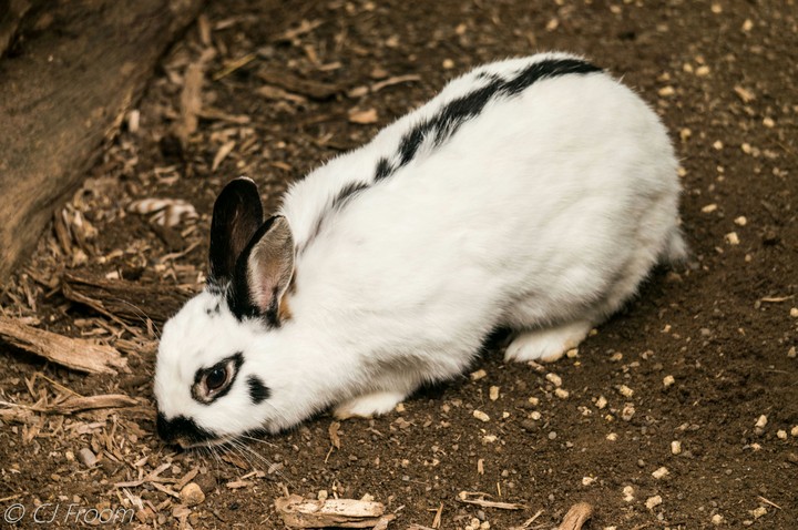 Striped Rabbit