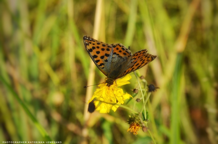 butterfly ?