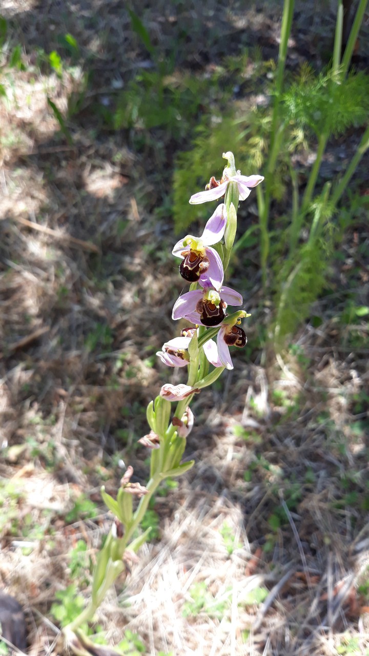 orchidee selvatiche