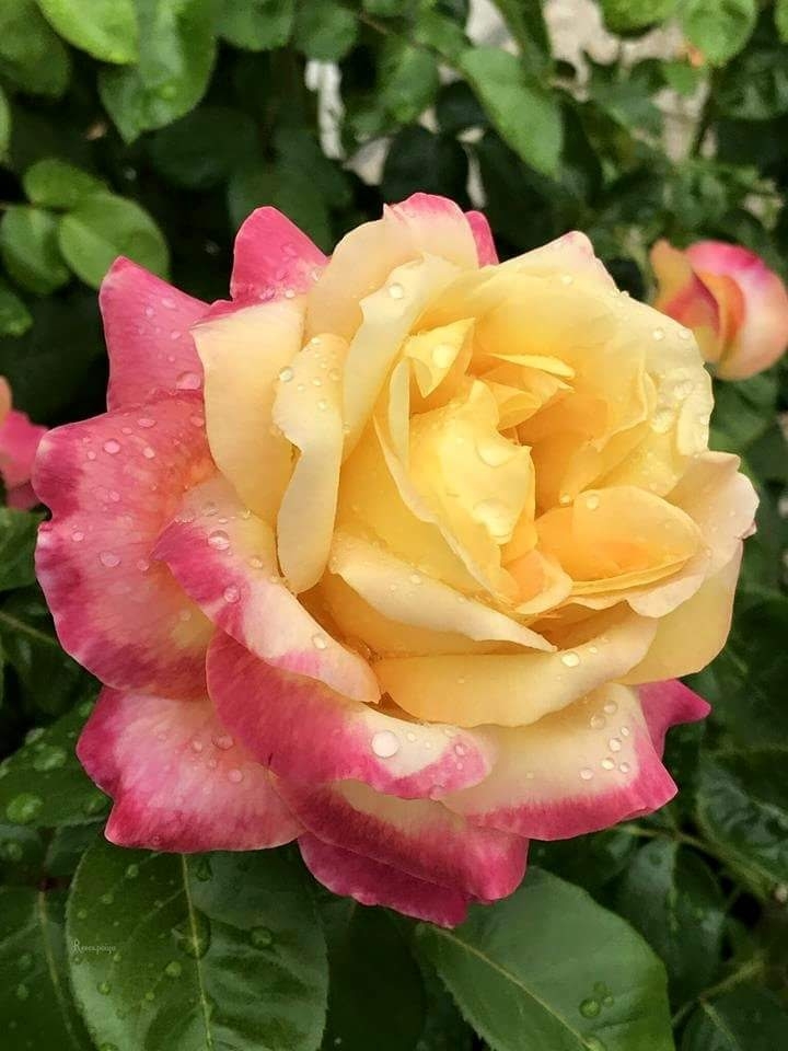 gorgeous beauty.fantastic rose.