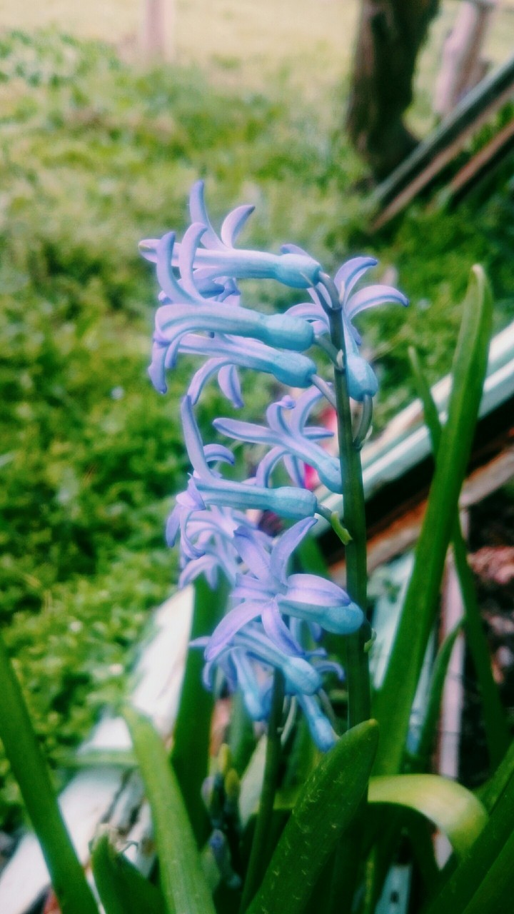 flowers vol-2