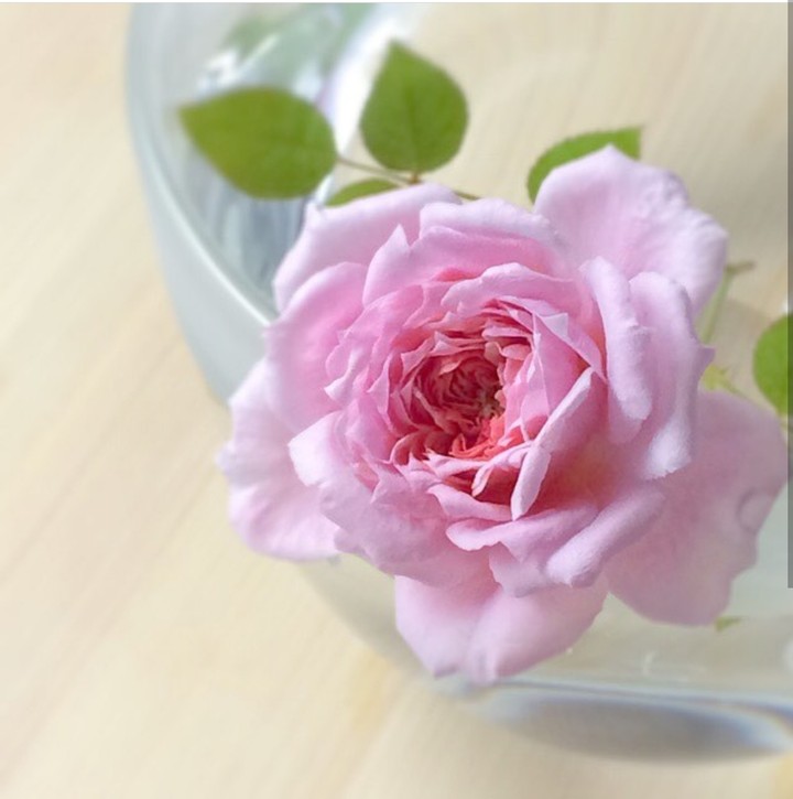 soft beauty