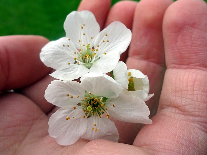 flowers
