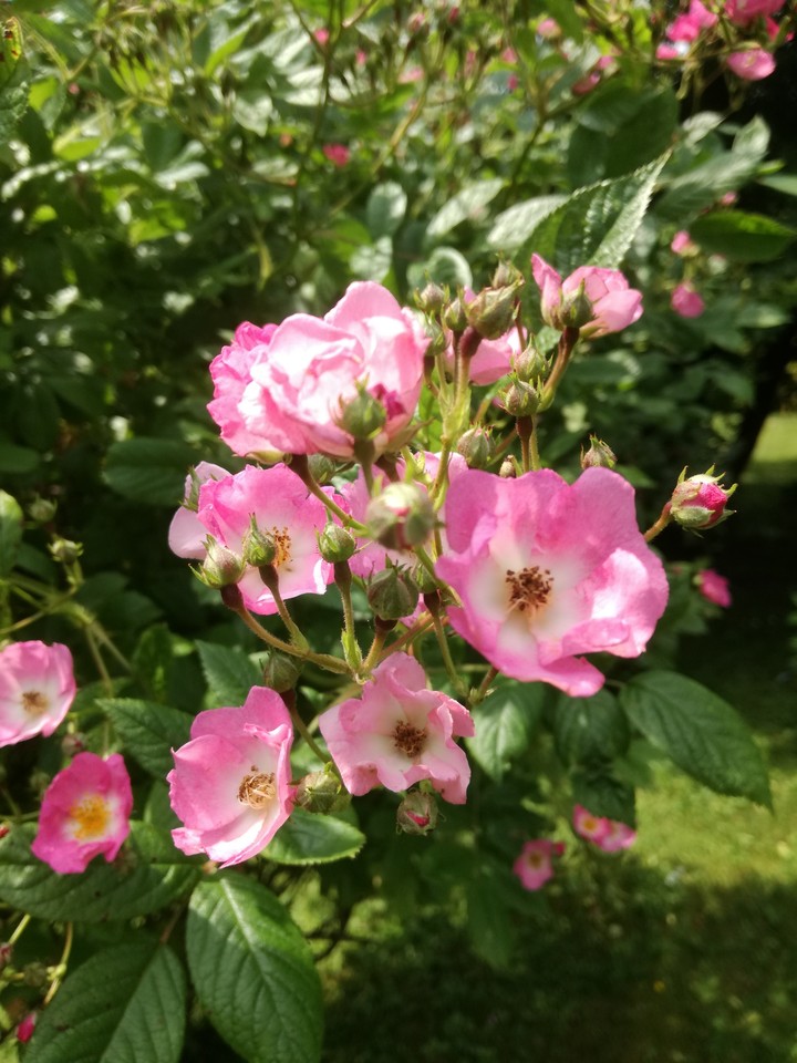 Wildrose