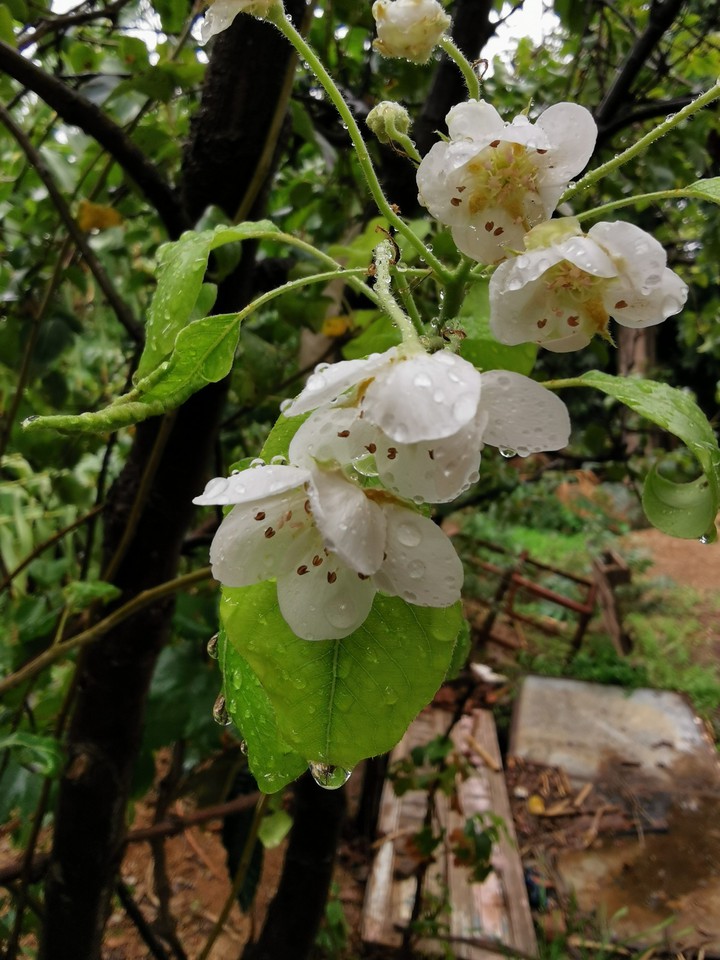 fleurs