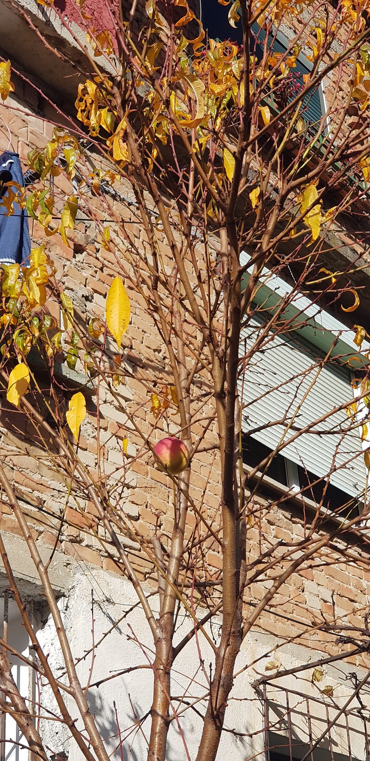 the lonely peach....