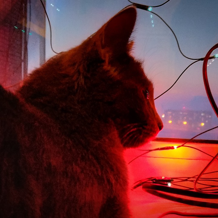 Cat