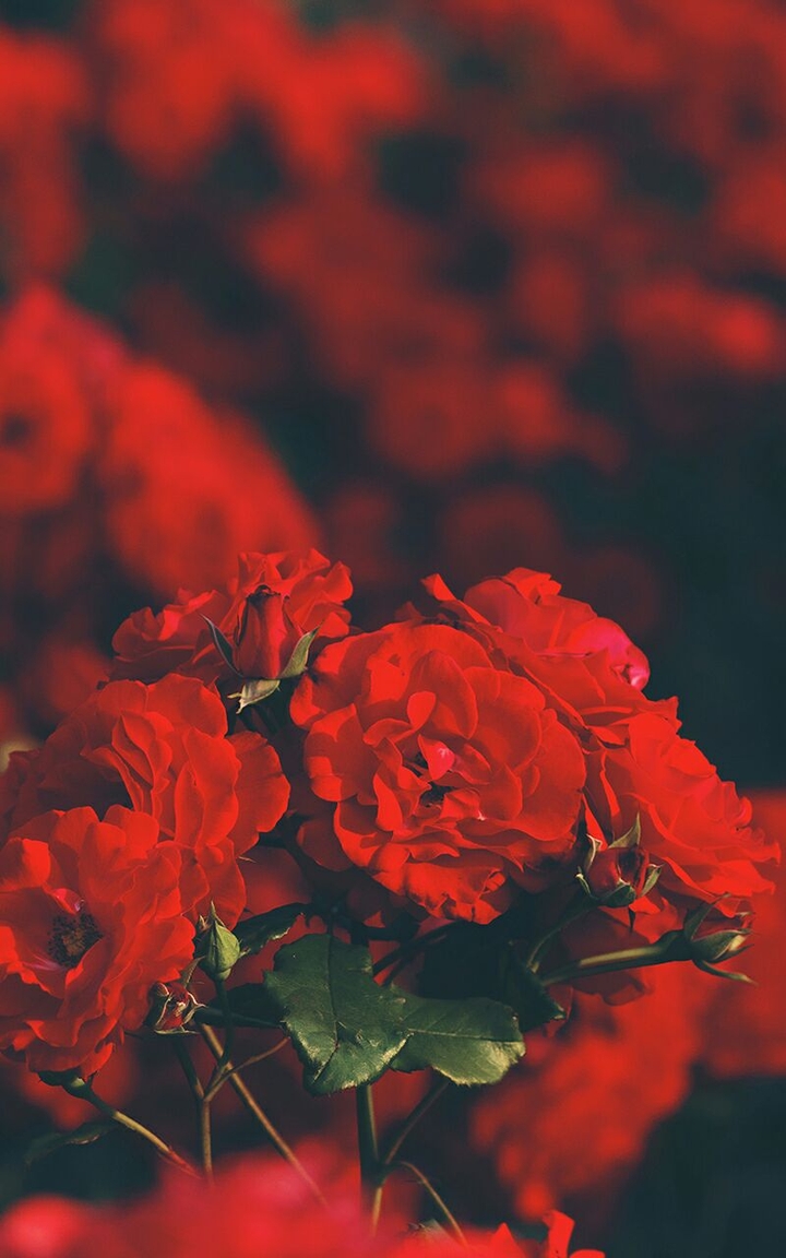 Red Roses