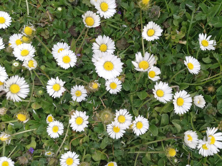 daisy