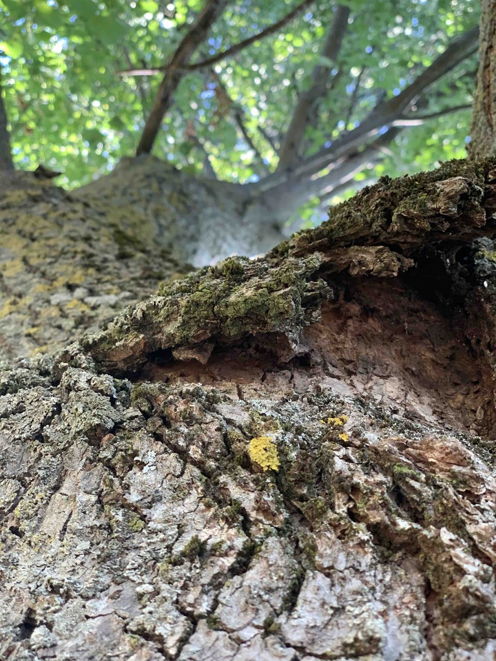 natura