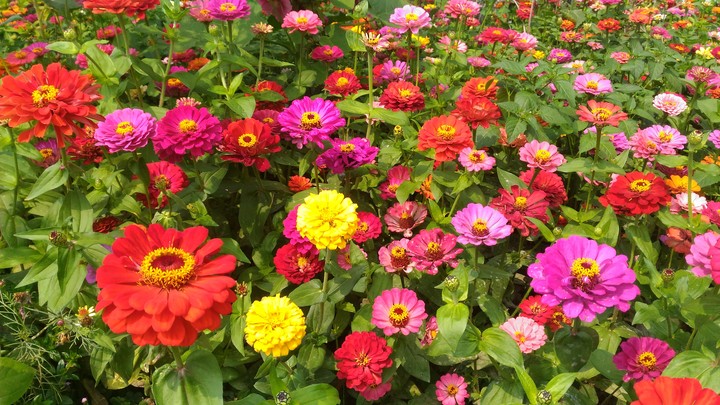 flowers in taiwan