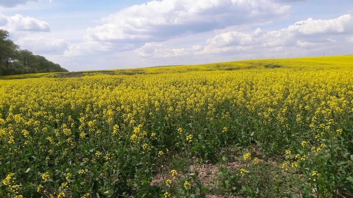 field