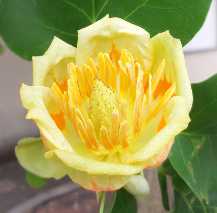 fiore