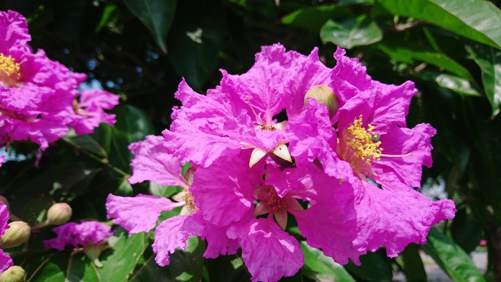 summer flower