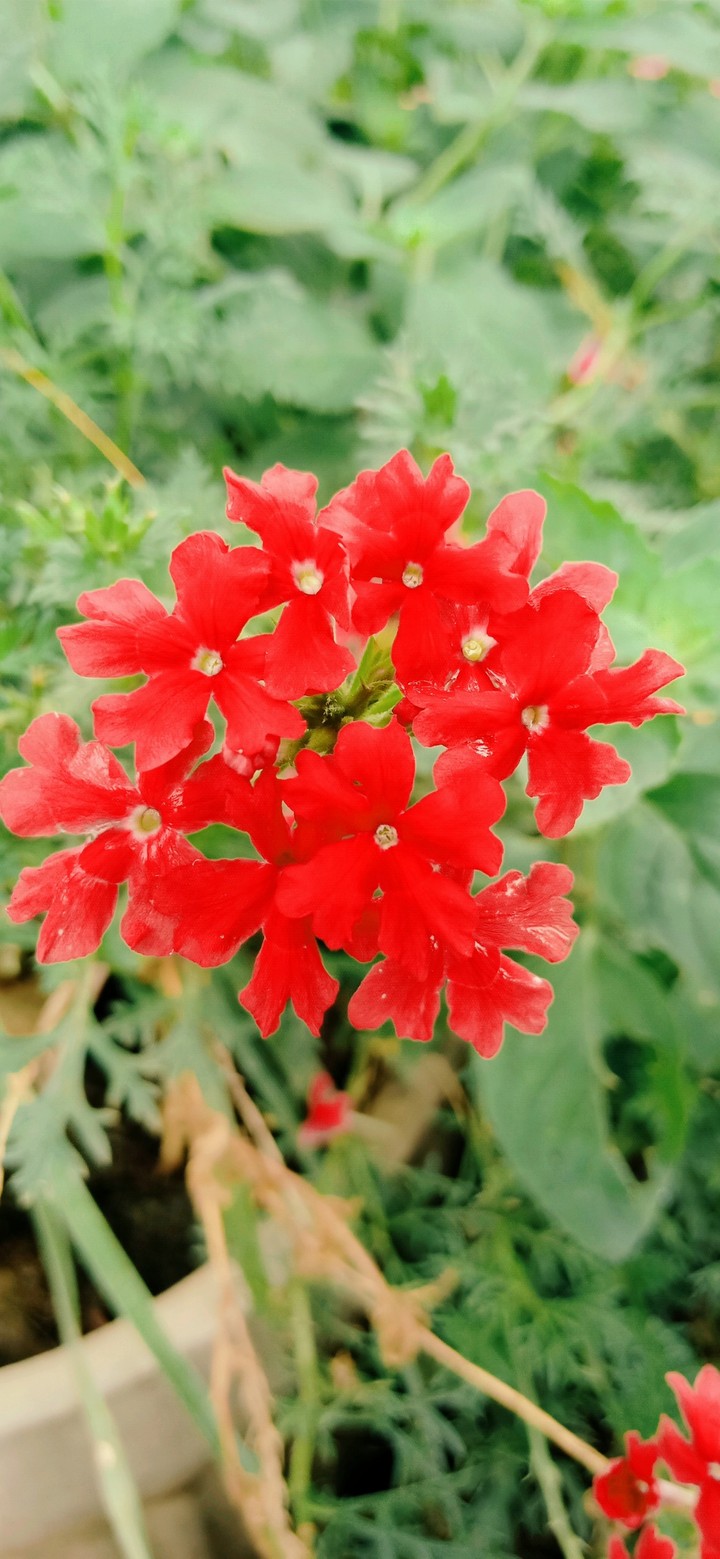 dark flower