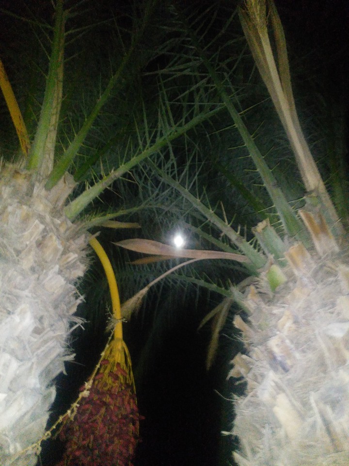 Moon and palm trees