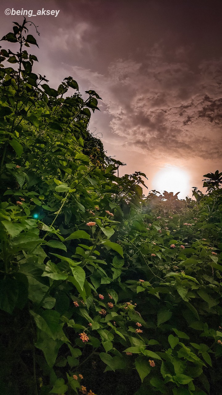 Flower Plants