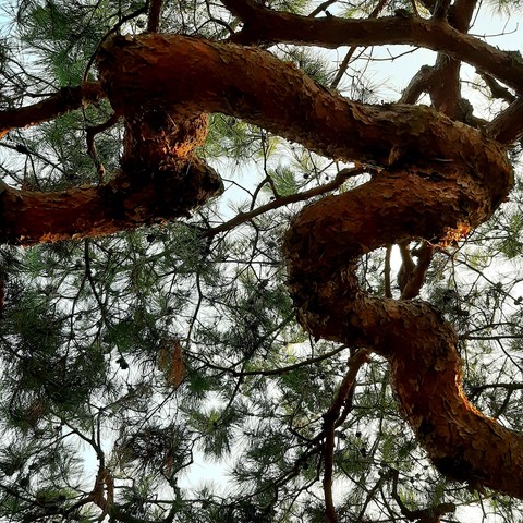 тапети branch, trunk