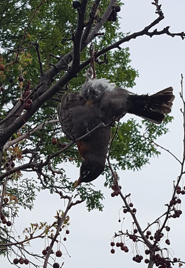 Upside Down Birdie