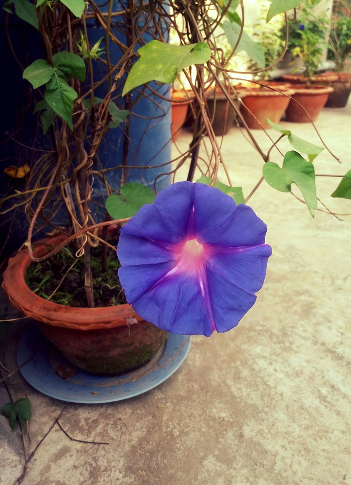 Morning Glory