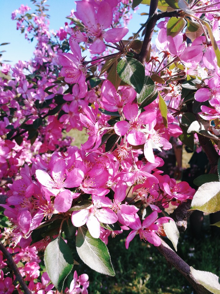Pink Blooming tree