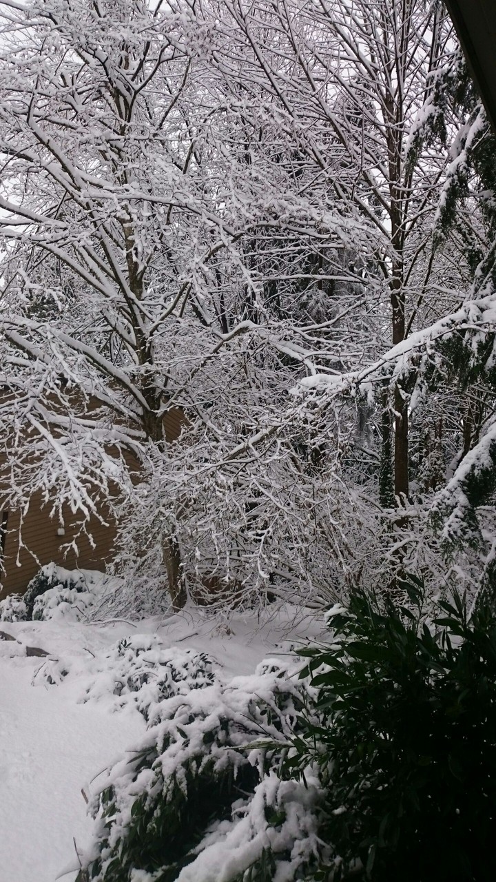 Snowy days
