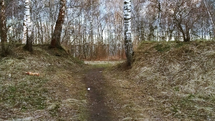 лес