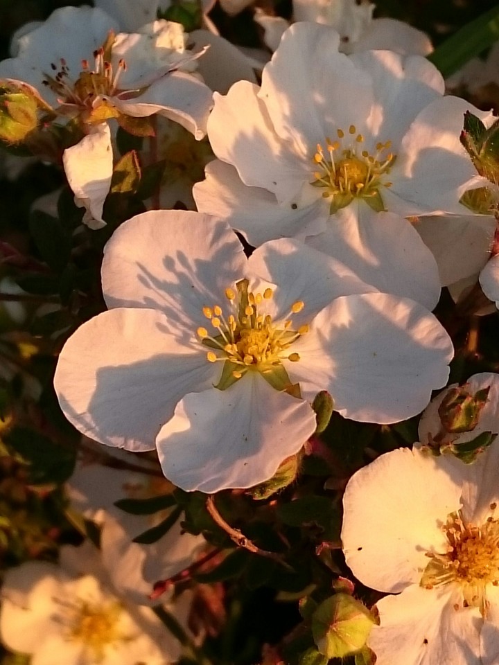 white Flowers