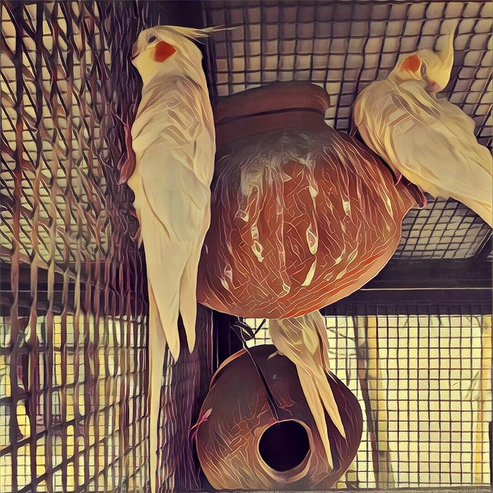 Birds