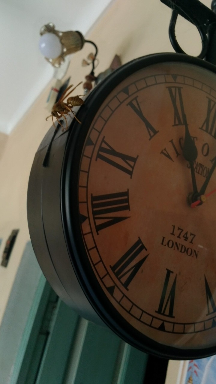 the bee